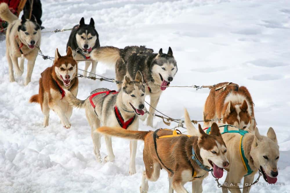 Sled Dogs, Mushers and the IditarodLuxury Travel