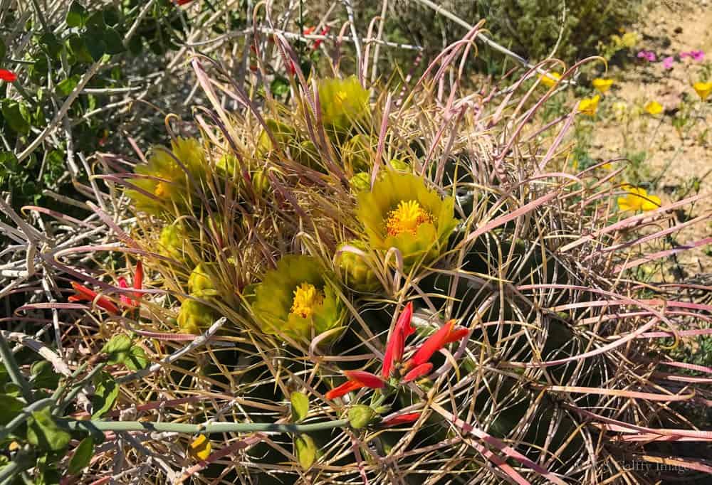 barrel cactus in bloom Barrel cactus in bloom